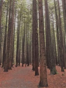 Redwood2_Adj